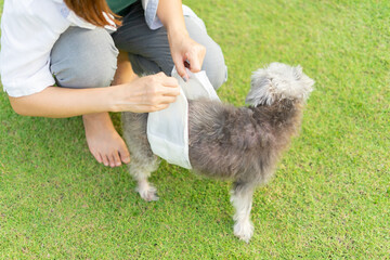 Senior Crossbreed dog wearing a diaper for urinary incontinence. Sick dogs cause problems with...