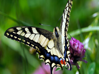 Paź królowej (Papilio machaon) – gatunek motyla dziennego z rodziny paziowatych na letniej...