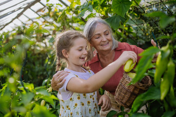 Portrait of grandmother with granddaughter picking ripe bell peppers from plant in greenhouse.