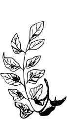 Leaves vintage ink illustration 