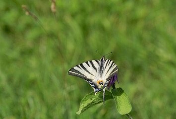 Paź żeglarz, witeź żeglarz, żeglarz (Iphiclides podalirius) – gatunek motyla dziennego z rodziny paziowatych (Papilionidae).