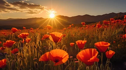 Poster Poppy field with mountain view at sunset © Thuch