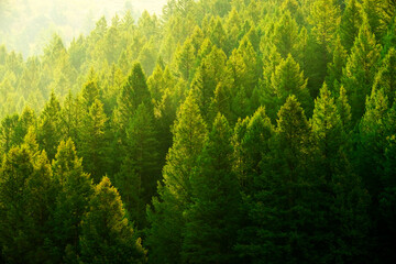Pine Trees Forest Evening Light