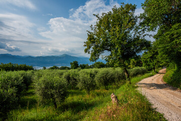 Obraz premium 2023 06 03 TorridelBenaco country road 1