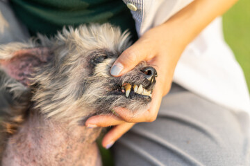 Female owner hand showing a dog teeth with plaque stuck on the teeth. Pet care worker taking care...