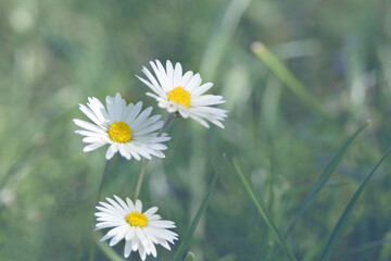 Delicate white chamomile flowers or Bellis perennis in the garden. Floral background, selective focus © Лариса Люндовская