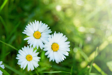 Delicate white chamomile flowers or Bellis perennis in the garden. Floral background, selective focus © Лариса Люндовская