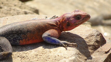 lizard on the rocks