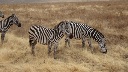 Fototapeta na wymiar zebras in the savannah
