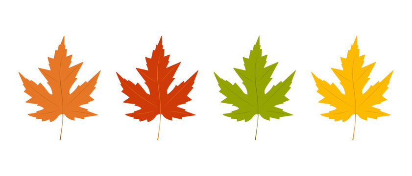 Set of vector leaves. Maple leaves. Isolated on a white background.