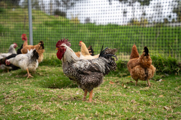 Gallina de cresta roja en corral