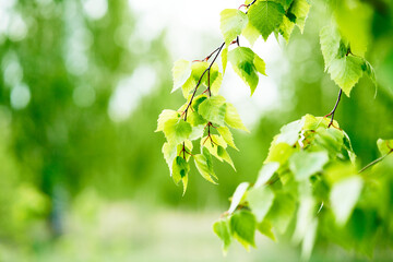Floral spring background. Birch branch on green bokeh background.  Close-up. Nature. 