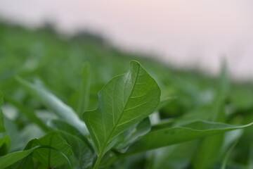 close up of green leaves