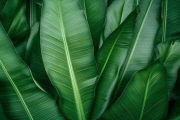Tropical banana leaf texture background.