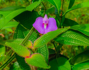 The butterfly pea flower has a characteristic blue, purple and white color and is often grown to decorate fences. People often use this plant as food and traditional medicine.