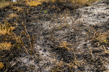 texture of former forest fire land, Emergency natural problem Enviromental  Burning trees fire and smoke