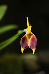 Masdevallia weberbaueri orchid flower from cloud forest in Northern Ecuador and Peru