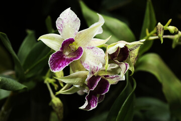 Rare hybrid orchid flower Dendrobium Silver king