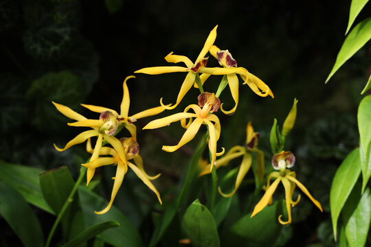 Blooming Encyclia Cochleata Octopussy orchid flower