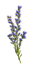 Wildflower Echium vulgare isolated on white background.