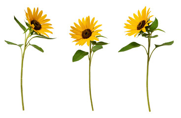 Three sunflowers isolated on transparent background. Set of elements for creating collage or...
