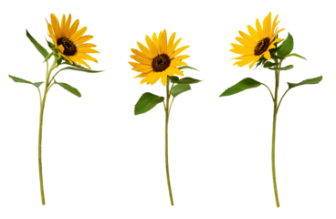 Three sunflowers isolated on transparent background. Set of elements for creating collage or design, postcards, invitations.