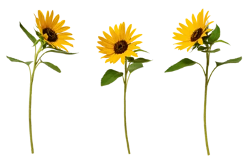 Rolgordijnen Three sunflowers isolated on transparent background. Set of elements for creating collage or design, postcards, invitations. © Yuliia
