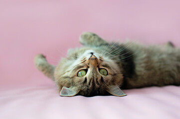 Portrait of charming gray tabby playful cat. Space for copying text. Isolated on solid pink background. Concept about domestic animals