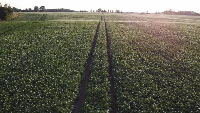 Aerial footage over a field covered with fluffy grass. Slow motion. 4k