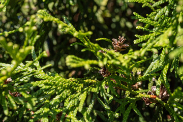 The blossomed flowers of the thuja tree.