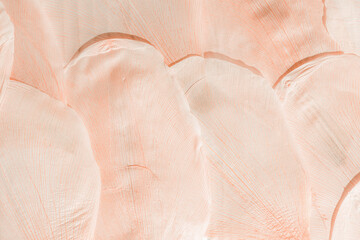 Nature abstract of flower petals, leaves with natural texture as natural background or backdrop. Macro texture, beige pink pastel colored aesthetic photo with veins of petals, botanical design.