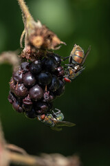 Blackberry fruit fly in detail.