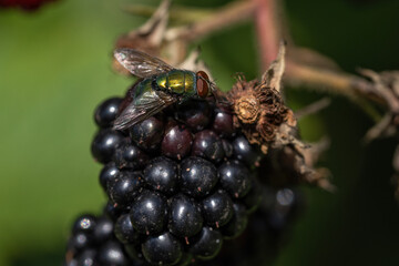 Blackberry fruit fly in detail.