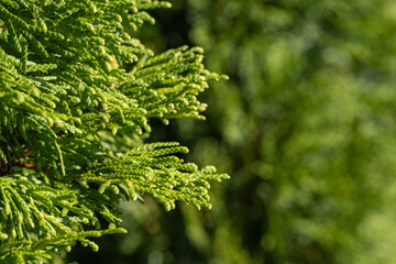 Fresh green thuja leaves outside.