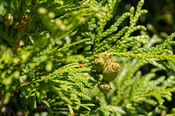 Green flowers of thuja tree.