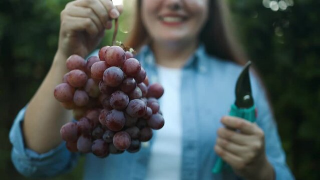 Close-up female hands picking bunch of red grapes with garden pruner. Seasonal harvesting in countryside garden. Traditional and natural wine industry. Bunch of grapes on grapevine with green leaves