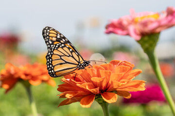 Close-up of beautiful Monarch Butterfly, Danaus Plexippus, on bright orange