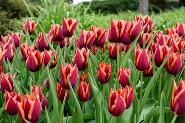 A bed of flowering red and orange tulips of the Slawa variety. Beautifully blooming flowers, spring concept. High quality photo - obrazy, fototapety, plakaty