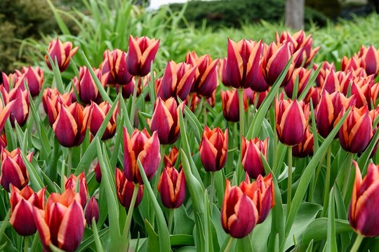 A bed of flowering red and orange tulips of the Slawa variety. Beautifully blooming flowers, spring concept. High quality photo