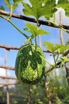 Cidra fruit growing on a pergola, Yorkshire England
