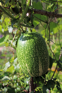 Closeup of a Cidra fruit, Yorkshire England
