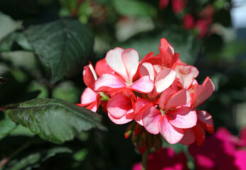 Macro image of a pale pink Bedding Geranium bloom, Yorkshire England
