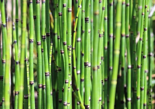 Macro image of a Rough Horsetail plant stems, Yorkshire England
