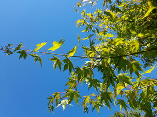 Japanischer Fächer Ahorn Ast