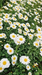 Fototapeta premium A Symphony of Daisies: Blossoming Flower Field