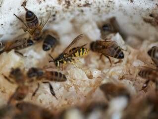 Wespe auf der Suche nach Zucker zwischen Bienen