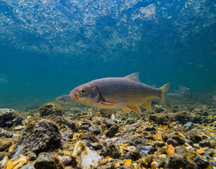 Underwater shot of Chub fish in River Avon