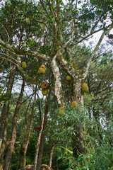 Jackfruit trees produce abundant fruit