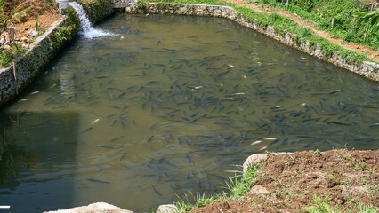Goldfish cultivation pond in the village