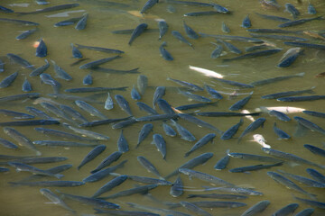 Flock of goldfish in a cultivation pond